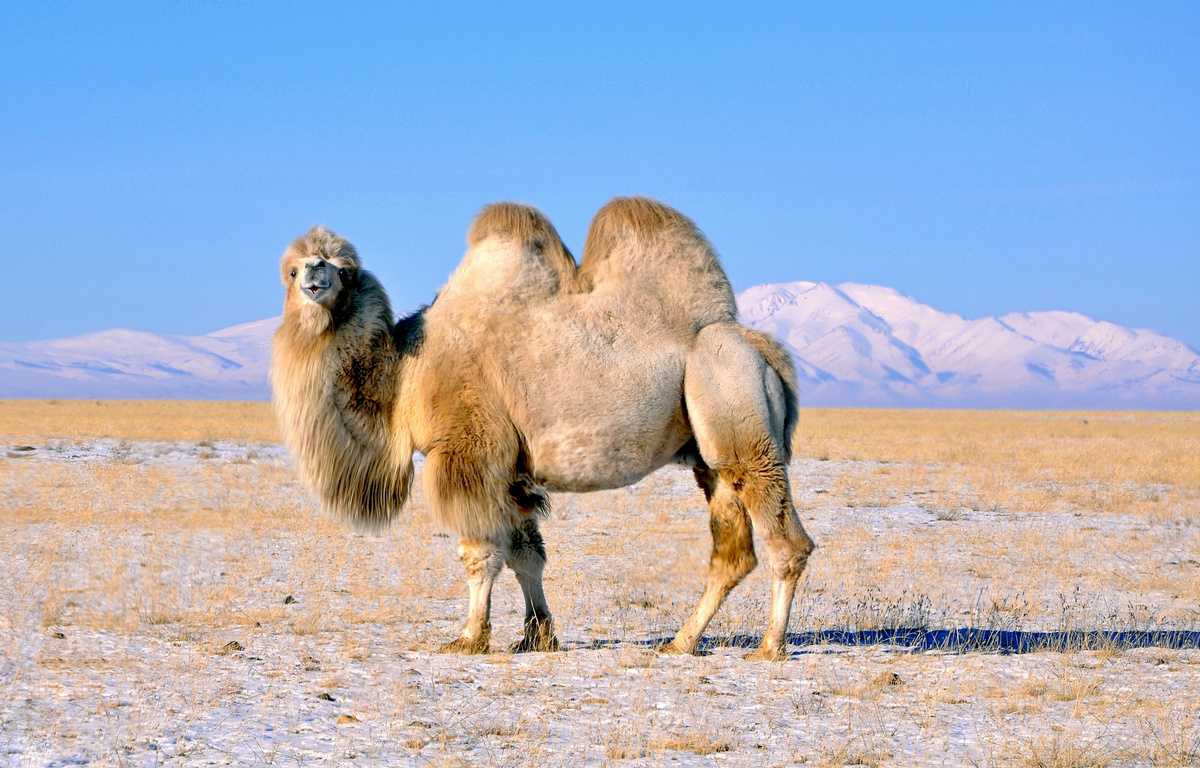 Обаятельные жители алтайских высокогорных степей. В Кош-Агачском районе на границе Республики Алтай с Монголией можно встретить верблюдов на вольном выпасе, щиплющих низкорослую траву на просторах Чуйской степи и в предгорьях окружающих ее хребтов. Их густой шерсти позавидует любой обитатель этих мест. Она прекрасно защищает горбатых "кораблей пустыни" от низких температур и ледяных ветров. 
