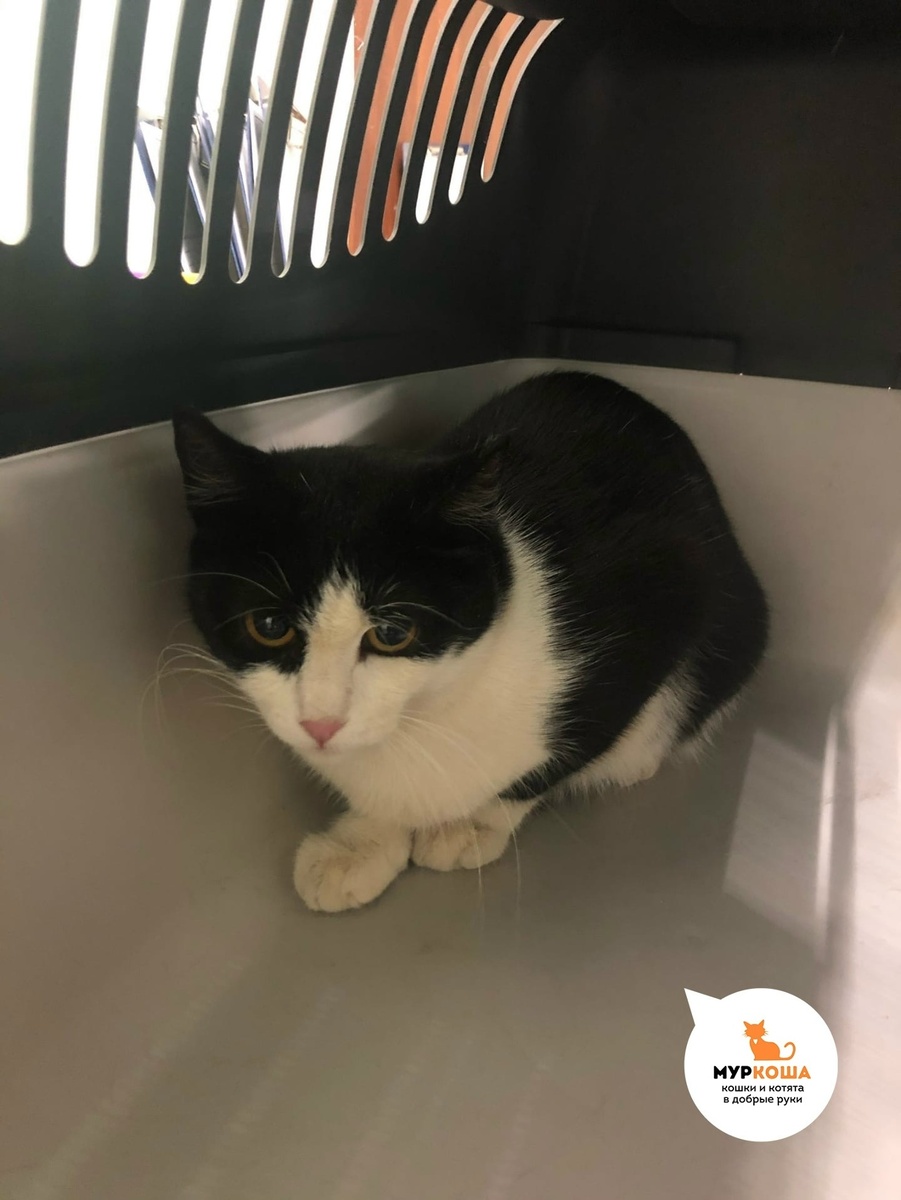 Тулузу привёз в приют неравнодушный человек.