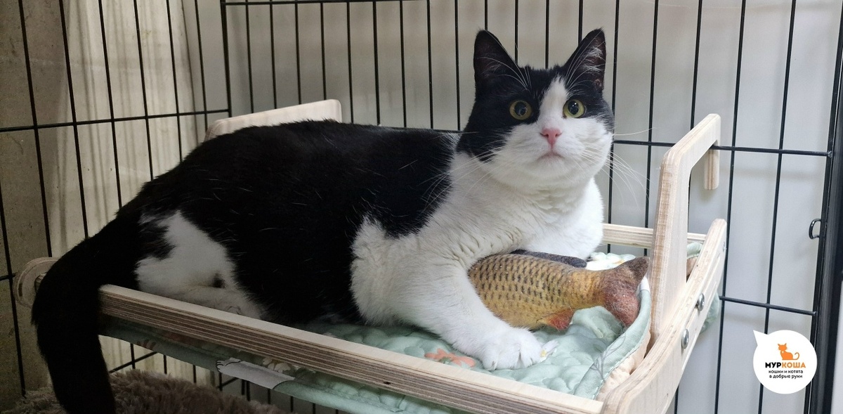 Тулуза с любимой рыбой.