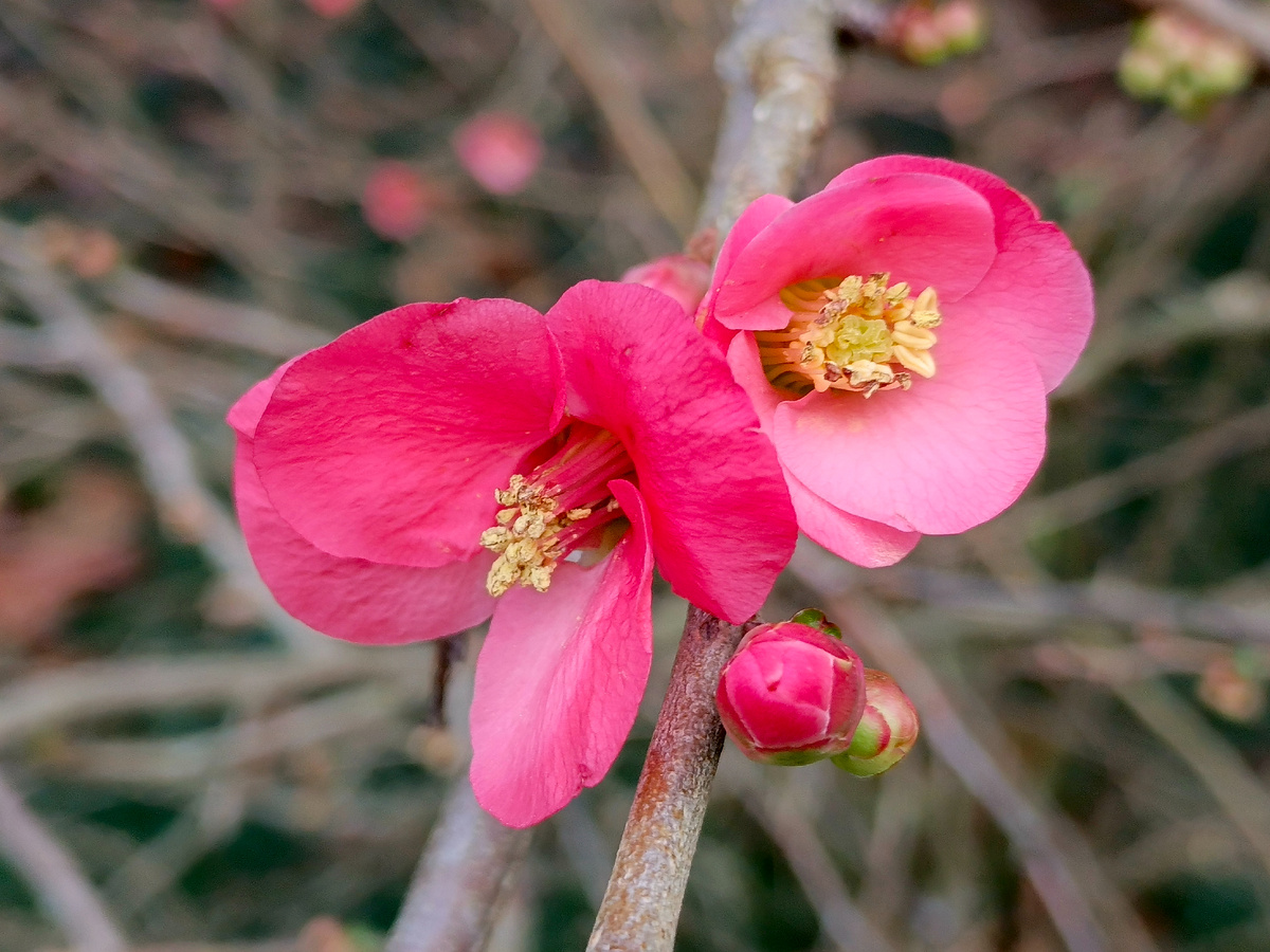 Адлер, Хеномелес японский (айва японская), февраль 2026 года.