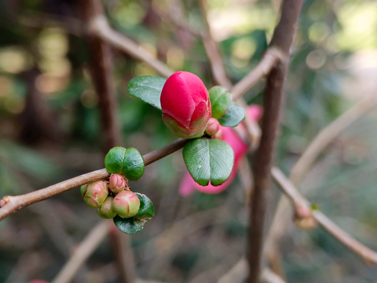 Адлер, Хеномелес японский (айва японская), февраль 2026 года.