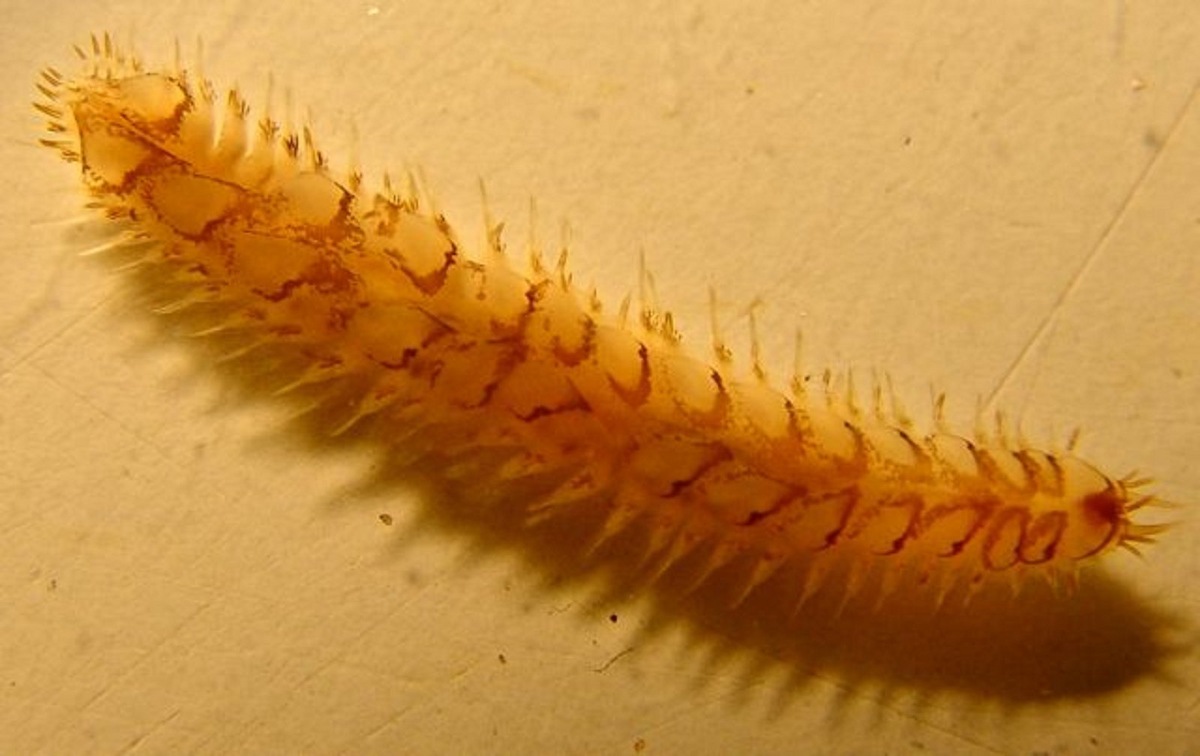   Щетинковый червь Lepidonotus squamatus из семейства Полиноид