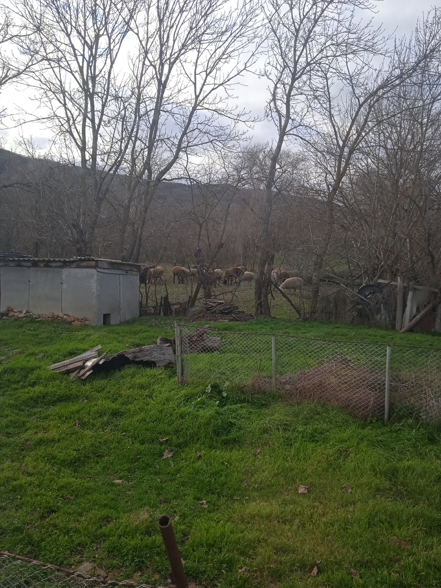Нашла фото 19 декабря с зелёной травой. Это я любовалась лесными оленями за забором))