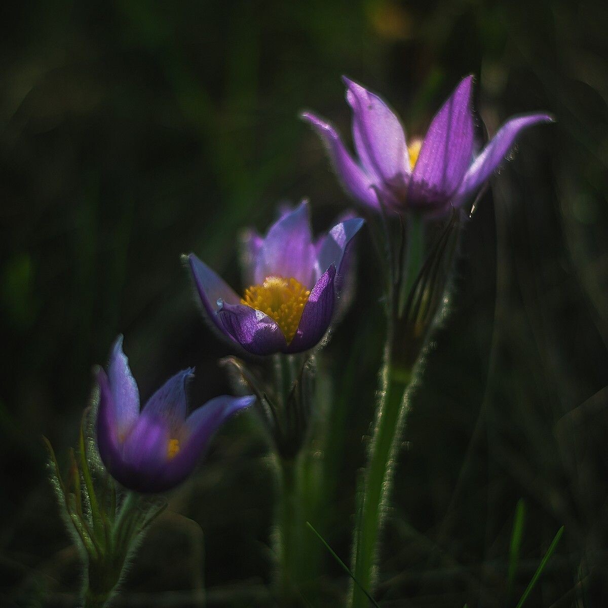 Картинка найдена на просторах интернета, ссылка https://yandex.ru/images/search?from=tabbar&img_url=https%3A%2Fi%2F.pinimg.com%2Foriginals%2Fa8%2F34%2Fа3f%2Fa83р43f81с285279b5e7bd53274cf0591a19.jpg&lr=47&pos=15&rpt=simage&text=%D1%86%D0%B2%D0%B5%D1%82%D1%8B%20%D0%BA%D1%80%D1%83%D0%BF%D0%BD%D0%BE%20%D1%84%D0%BE%D1%82%D0%BE