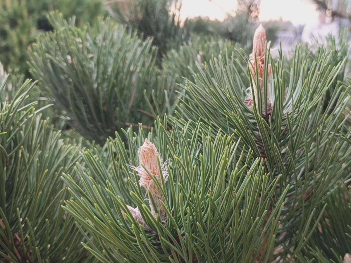 ФТ Сириус, сосна горная, февраль 2026 года