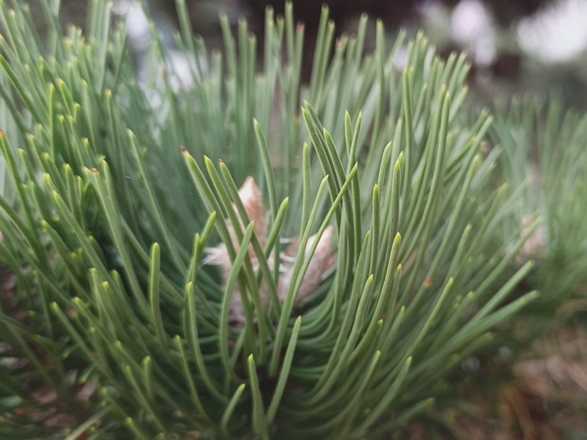 ФТ Сириус, сосна горная, февраль 2026 года