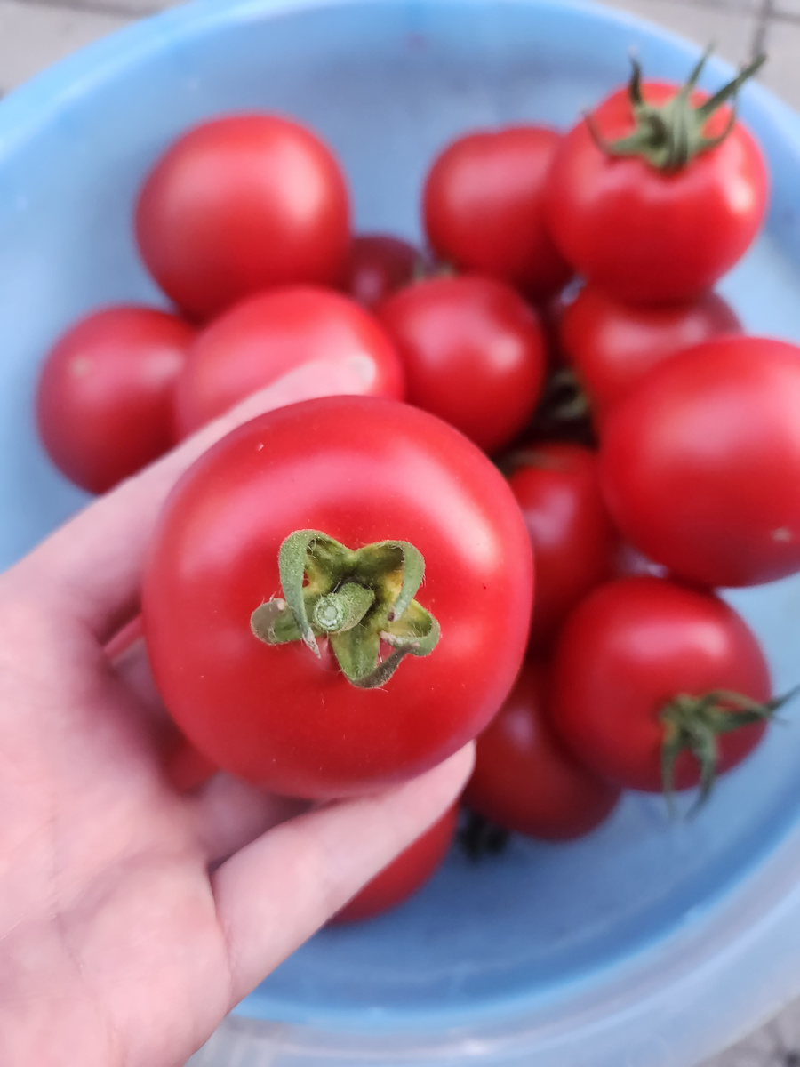 Гилгал F1 от Семко