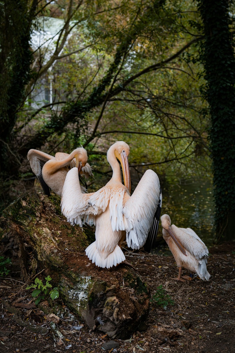    Розовые пеликаны — социальные птицы, чья жизнь неразрывно связана с водными просторами