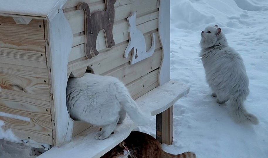 В Вожеге у бездомных кошек появился собственный «теремок