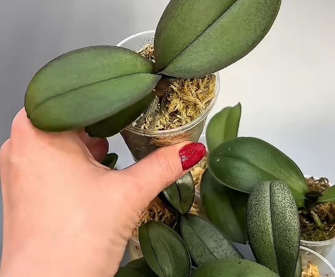 Орхидеи наращивают мощные корни и листья с нуля !