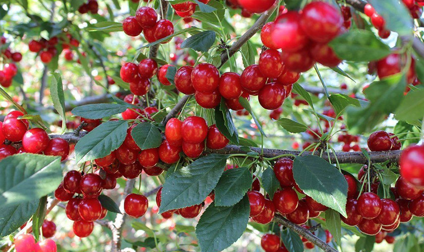 Вишни: выбор, уход и секреты богатого урожая