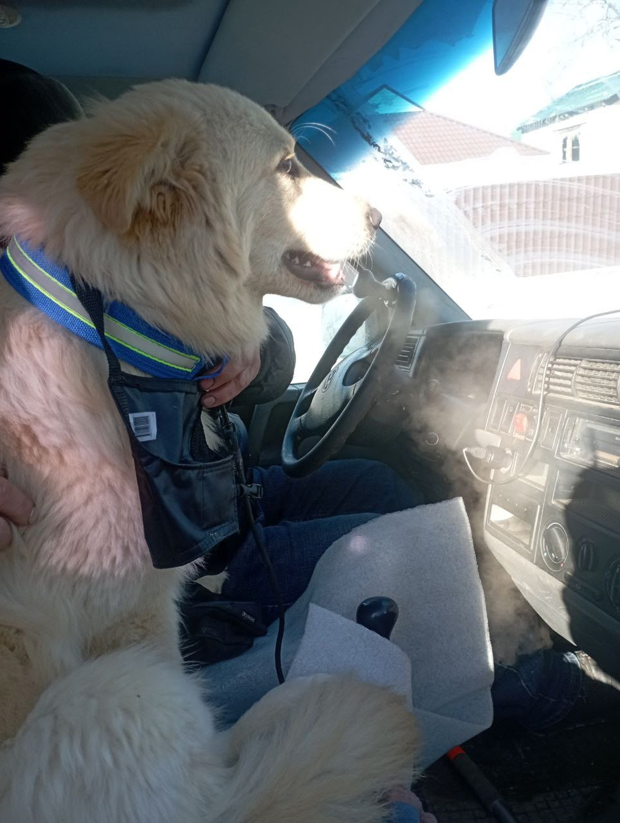 Сириус в машине со своим спасителем едет домой!!!!