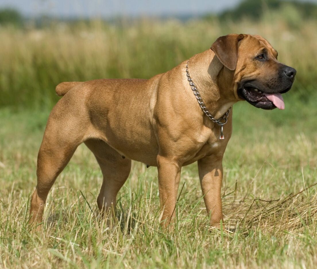 Африканский бурбуль