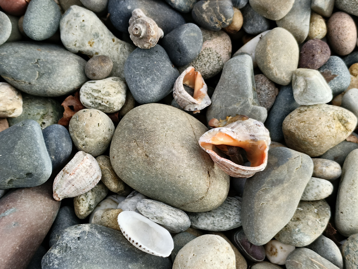 Адлер, февраль 206 года