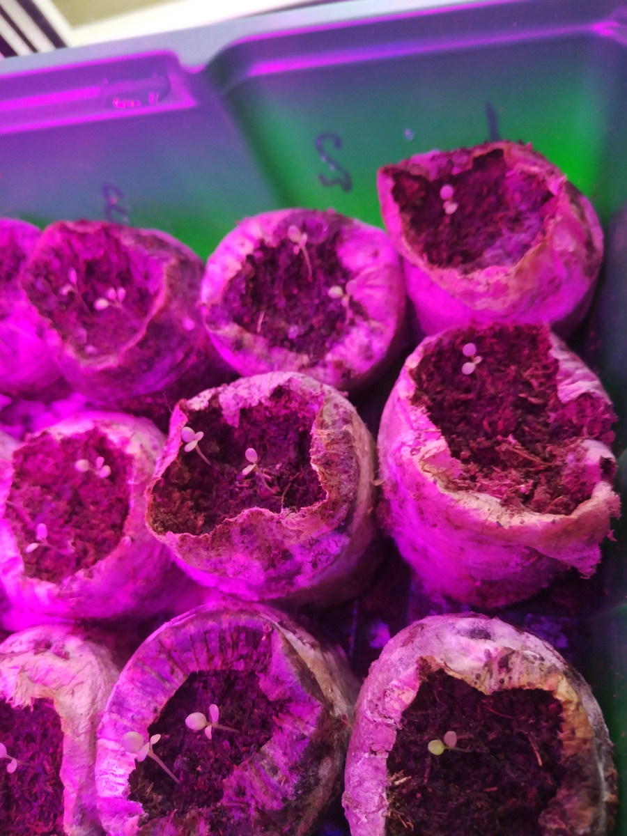 Фото с гаишниками нет, по этому здесь будет моя рассада 🤣. 