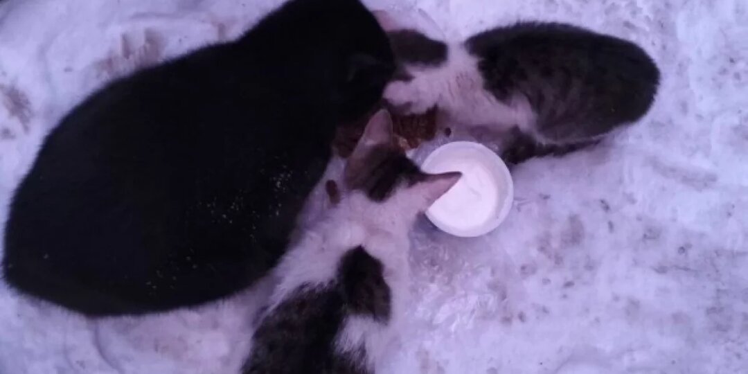 В Твери кот спас погибающих котят