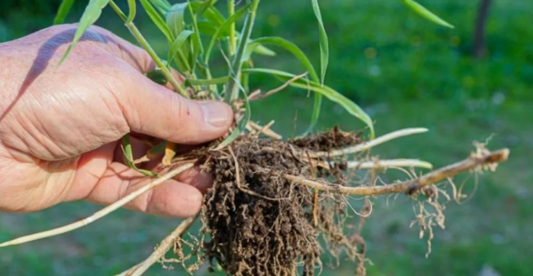 5 проверенных способов избавиться от пырея ползучего на огород