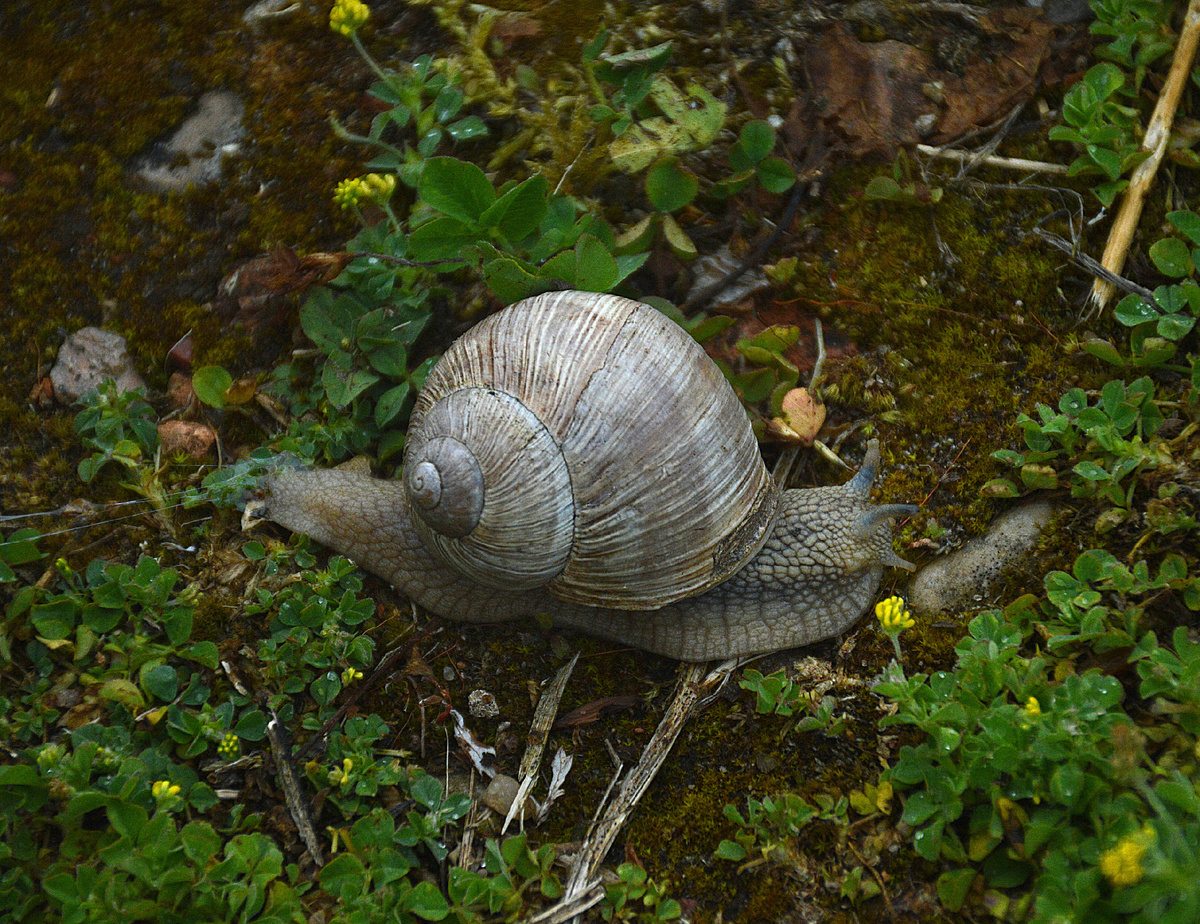 Улита едет, когда-то будет. Вот он, символ неторопливости! Все фотографии в статье мои