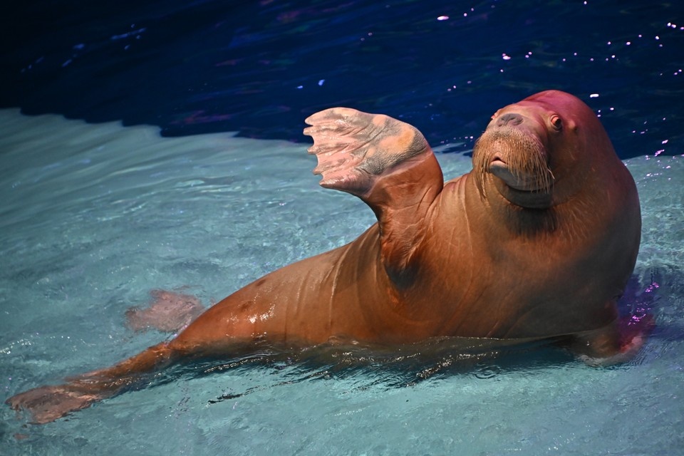    Лора из Москвариума получила романтичный подарок от моржа Миши Иван МАКЕЕВ