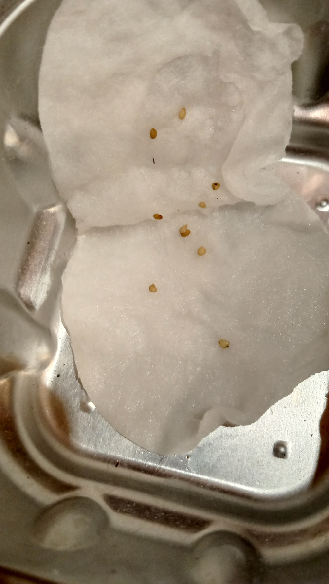  3 февраля.Семена. Фото автора.