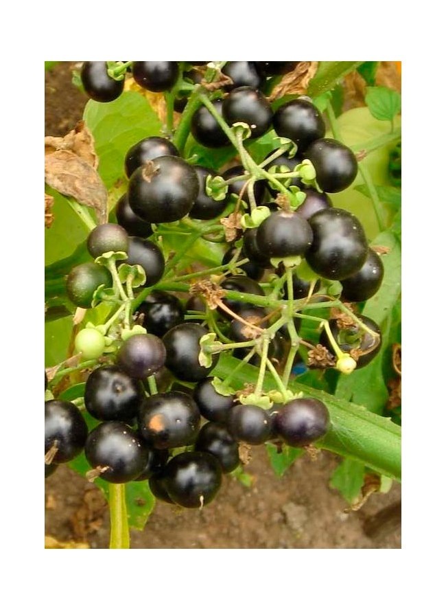 Фото из открытого источника в интернете.