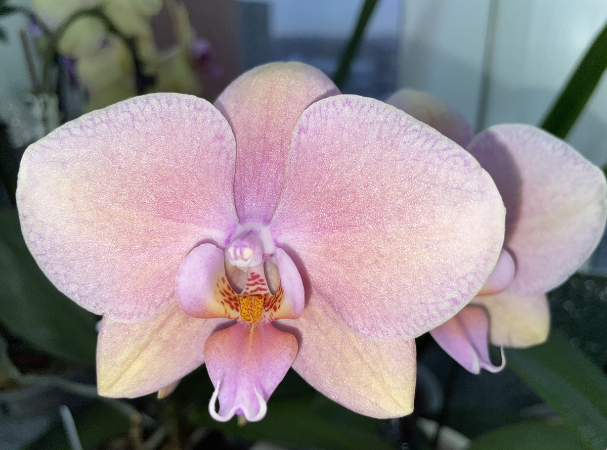 Орхидея фаленопсис Сапорота /  Phalaenopsis Saporita. Орхидеи С Еленой Кузнецовой