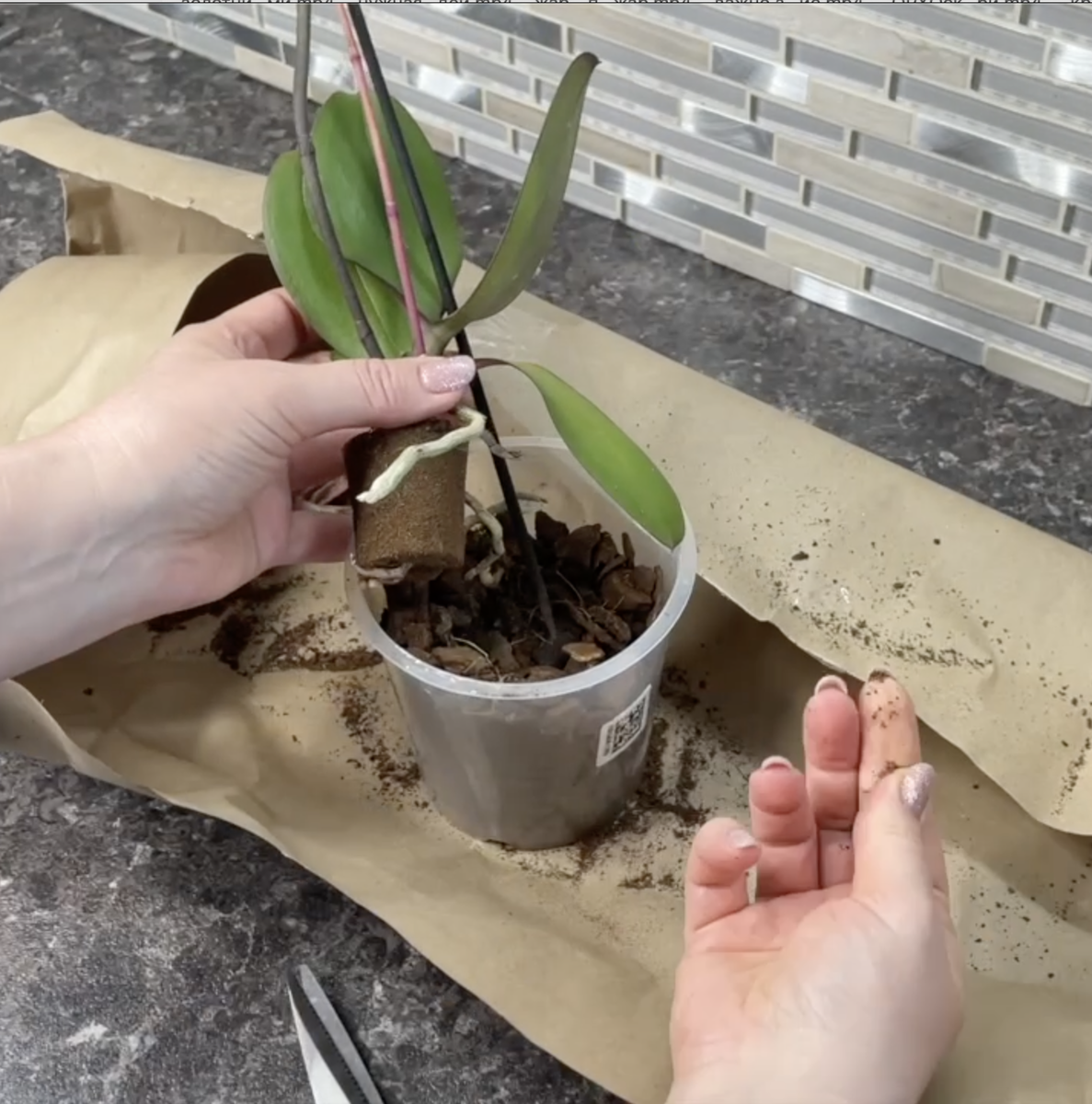 В посылке орхидея вываливась из горшка. Орхидеи С Еленой Кузнецовой