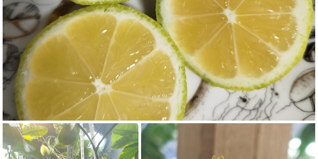 Мои сорта цитрусовых растений для домашнего выращивания. Лимоны и их гибриды. 1 часть