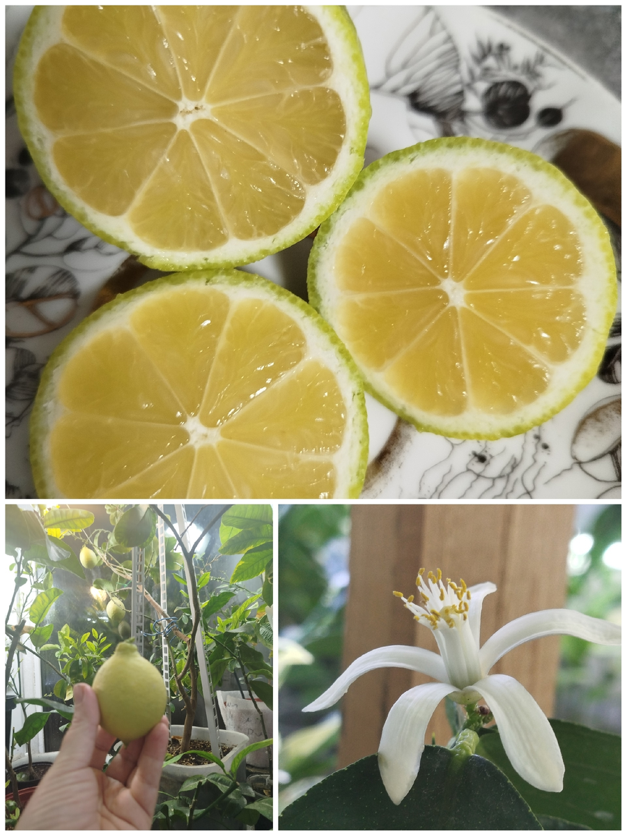 Лимон Лунарио