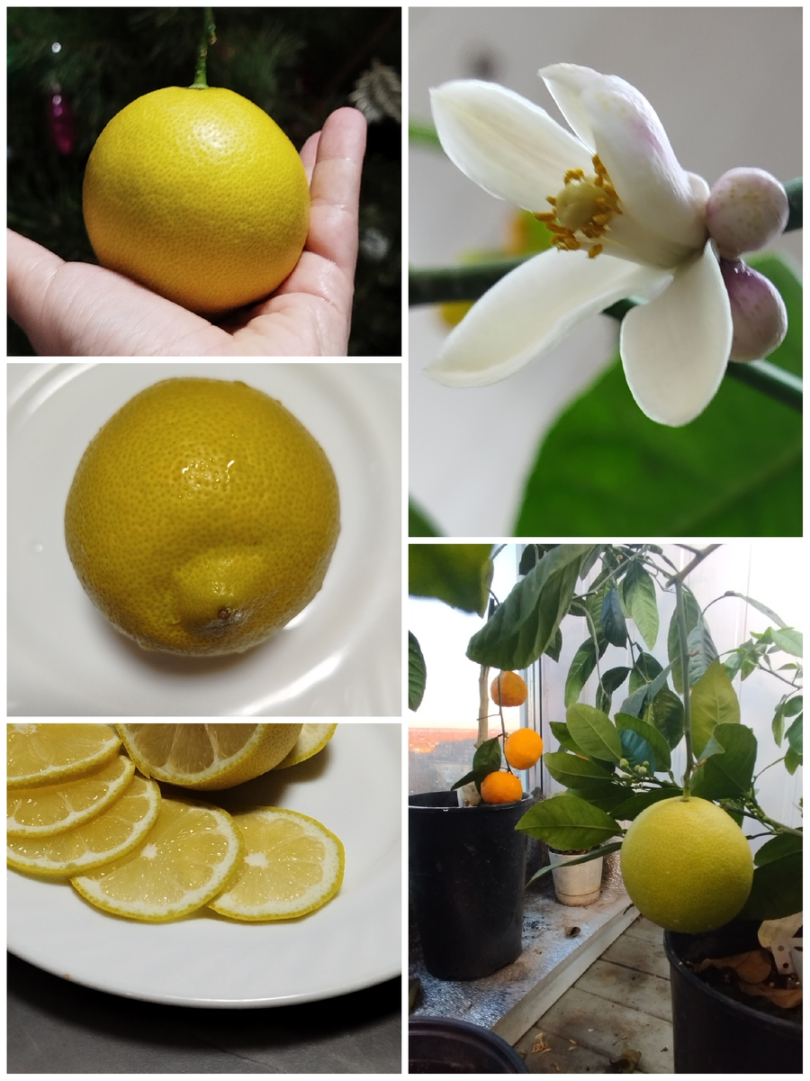 Лимон Сиракузано