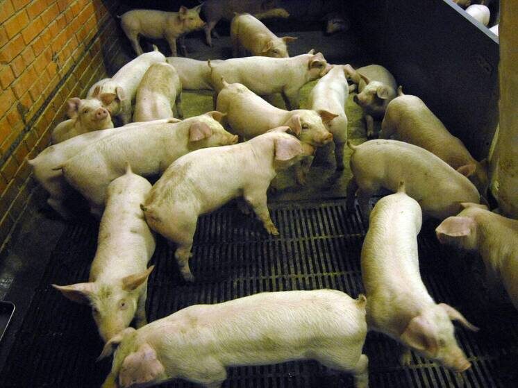   Михаил Ковалев