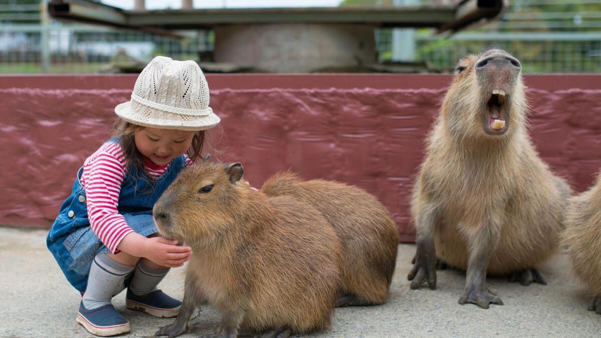    Фото: Hakase_420/Shutterstock/Fotodom