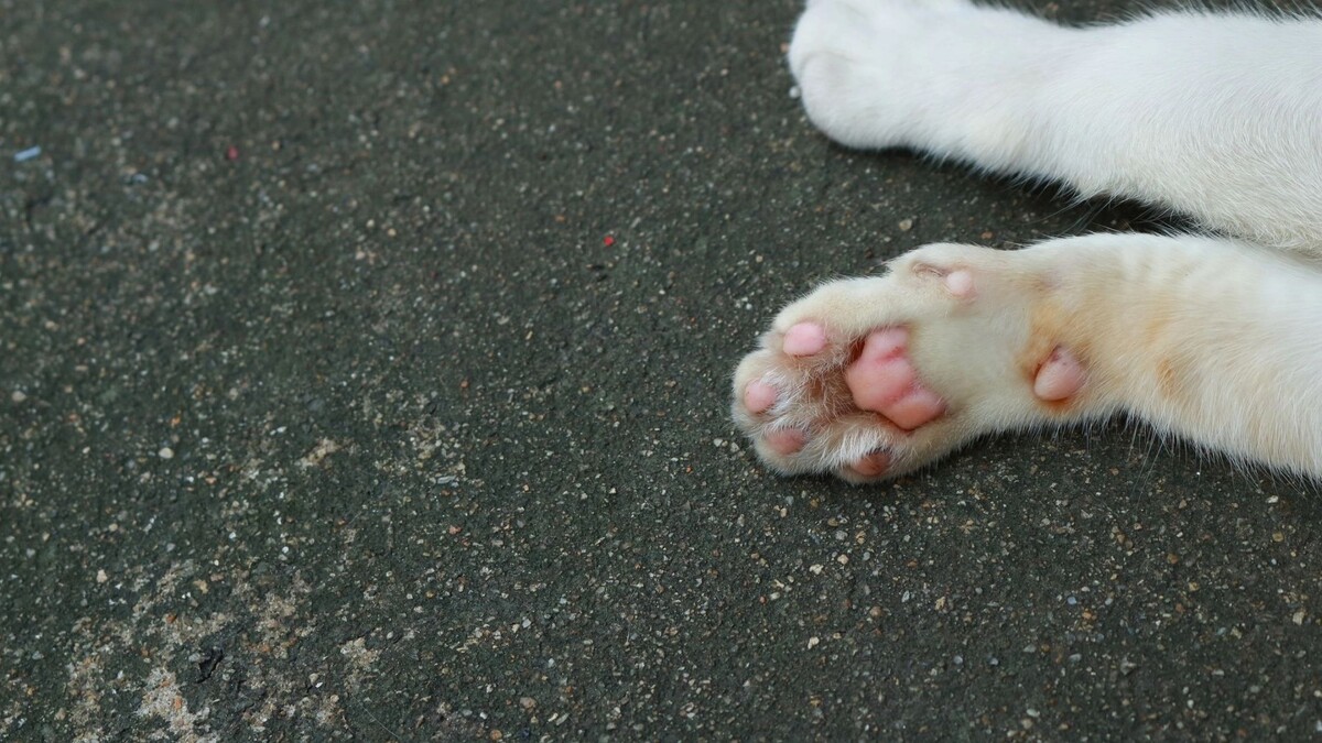    Фото: evergreentree / Shutterstock / Fotodom