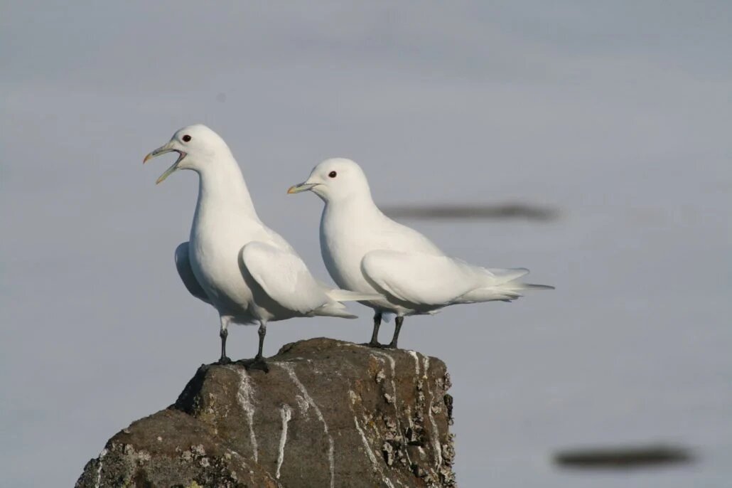 Фото: Норвежский полярный институт