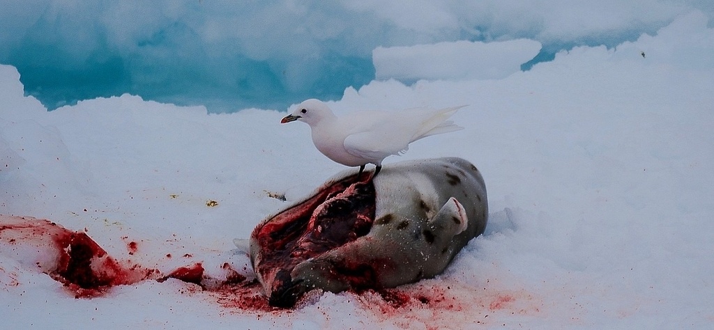 Фото bierdna, iNaturalist