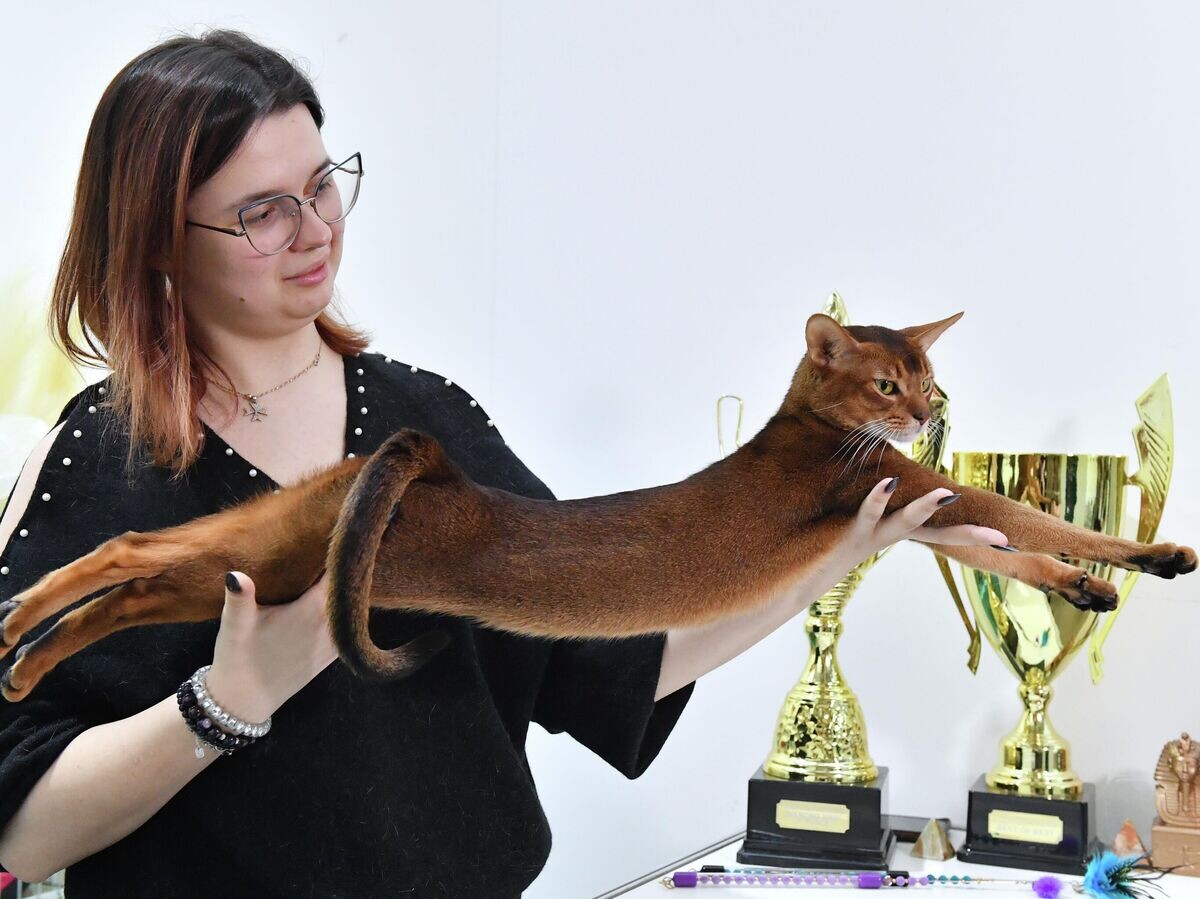    Абиссинский кот по кличке Дарлен Флер Далмор Блэк на выставке лучших собак и кошек России "Золотая лапа" в Москве | © РИА Новости / Наталья Селиверстова