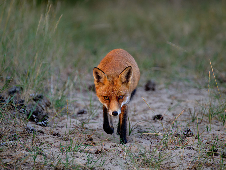     Фото: 1zoom.ru/kycb