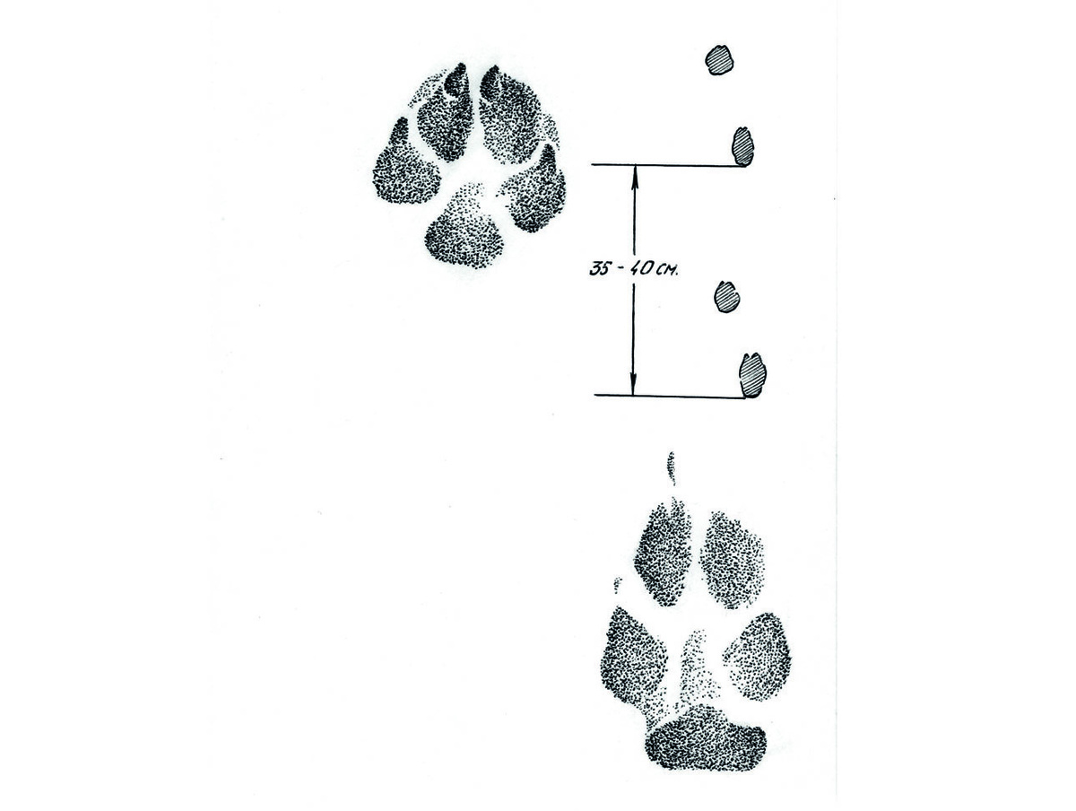     Отпечатки подушечек лап лисицы на мелком рыхлом снегу. Вверху след задней, внизу — передней лапы. ТЕКСТ и иллюстрации: Алексей СУББОТИН