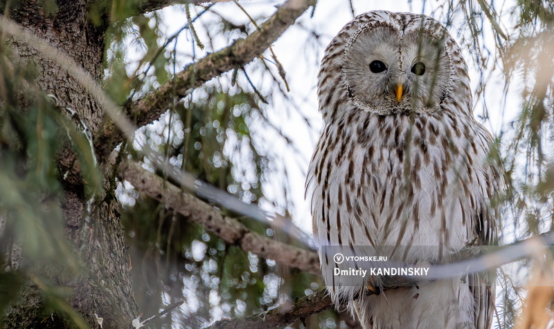 Сова залетела во двор в Томске — посмотрите на фото хищной красавицы
