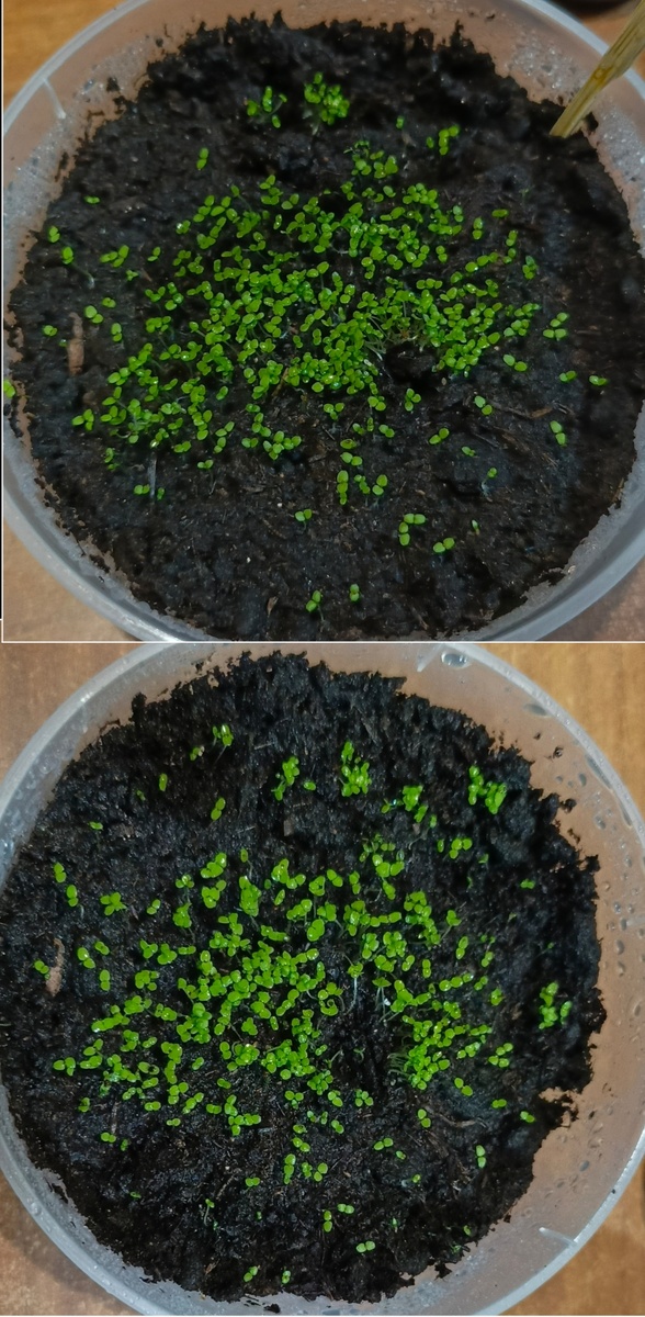 Лобелия фиолетовая. Надо всё-таки сеять на снег, чтобы было видно, где дрогнула рука 🤭