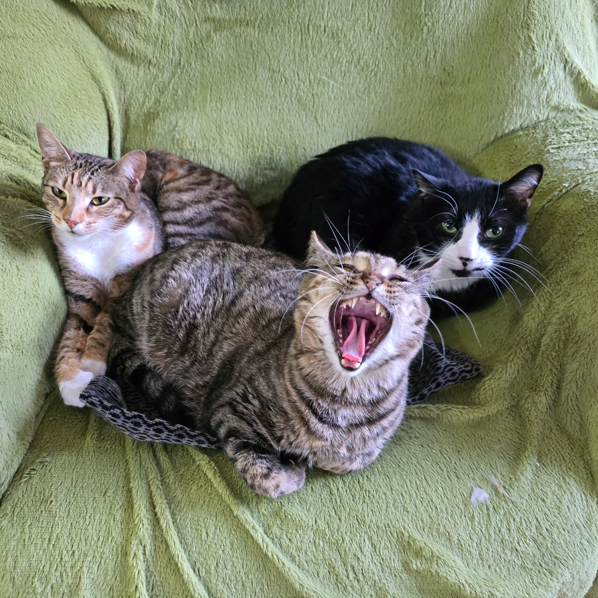 Матрёшка зевает как настоящая звезда