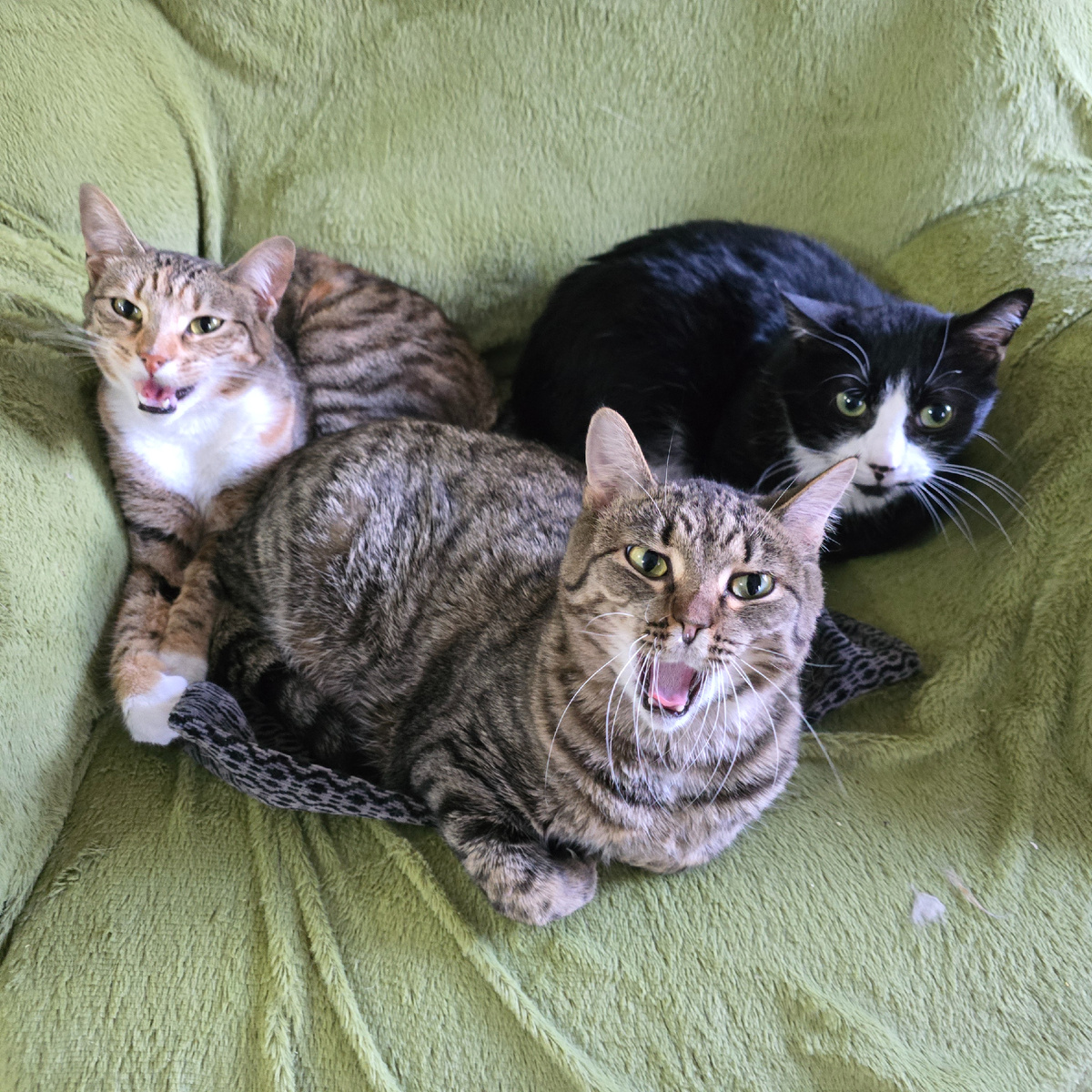 Все трое смотрят прямо в душу