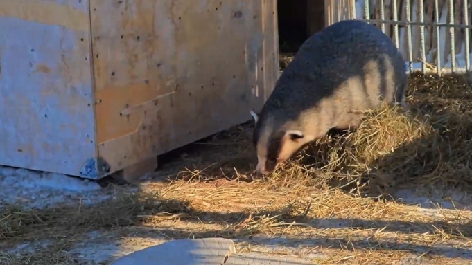 В барнаульском зоопарке проснулся очаровательный барсук Самсон