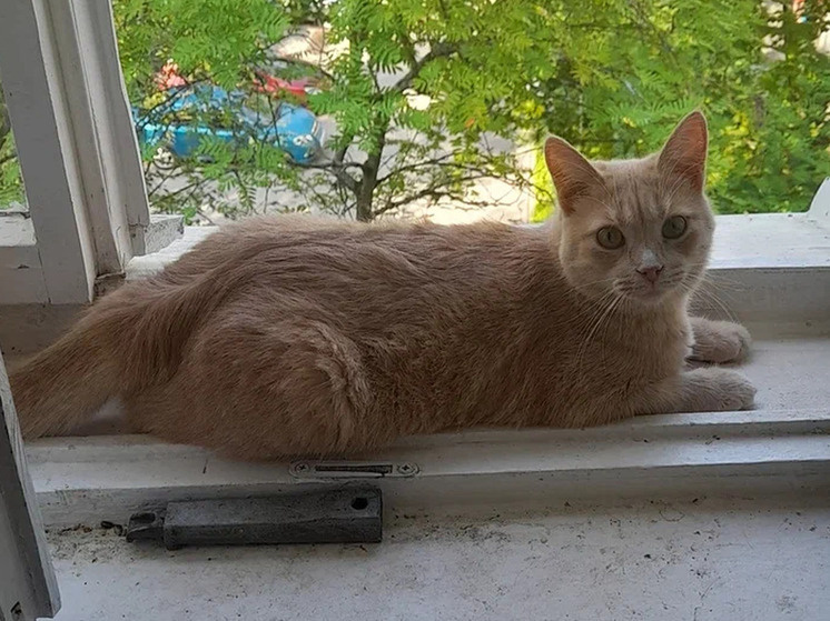     Если кошка гуляет только на подоконнике, ей все равно необходимы прививки. фото: архив МК в Великом Новгороде / Майя Боржемская