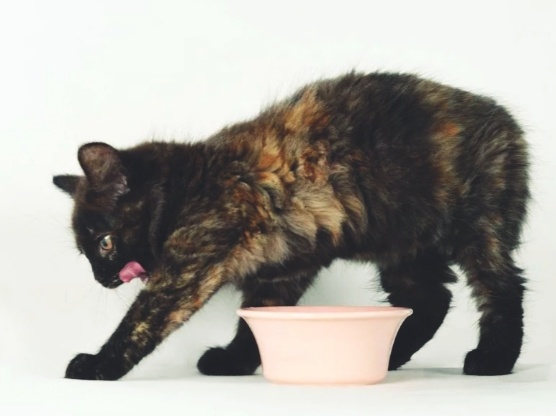 Перестаньте мучиться догадками: 5 объяснений почему кошка закапывает еду, но потом ее не доедает