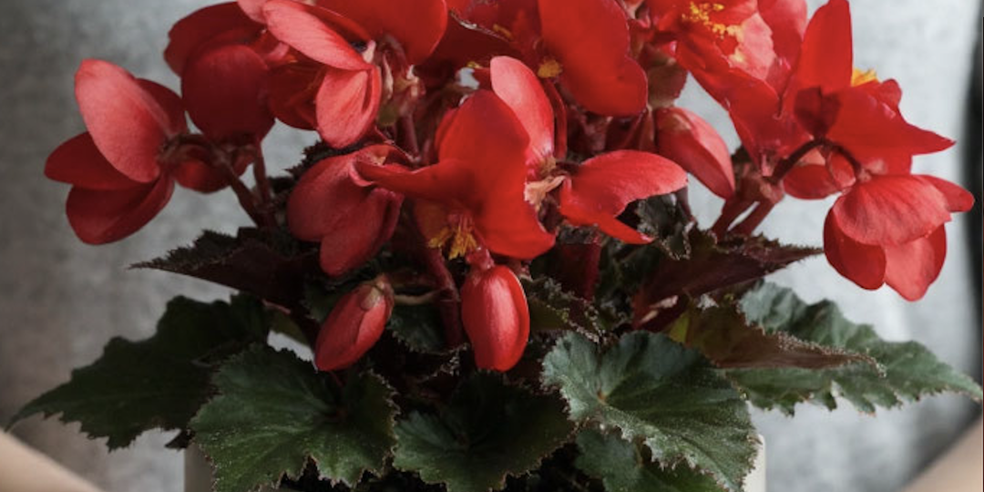 Мне подарили бегонию Элатиор Вероника
