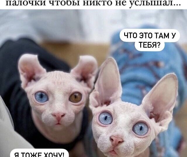 Мемы с котиками-сфинксами новая подборка юмора от чудесных лысиков
