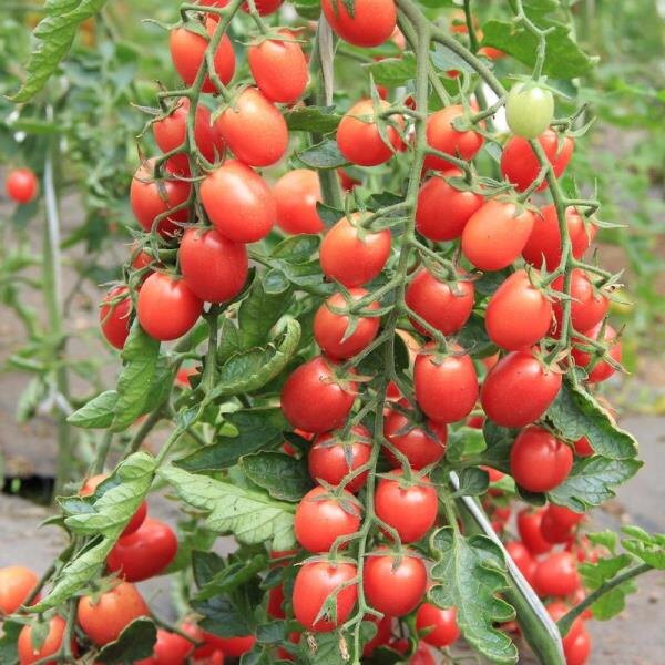 Томат Монисто — урожай «жемчужного» качества