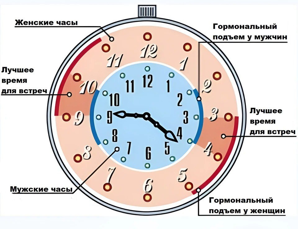 наиболее благоприятными временными интервалами для интимной близости являются периоды с 9:00 до 10:00, с 15:00 до 16:00, с 21:00 до 22:00 и с 3:00 до 4:00.
