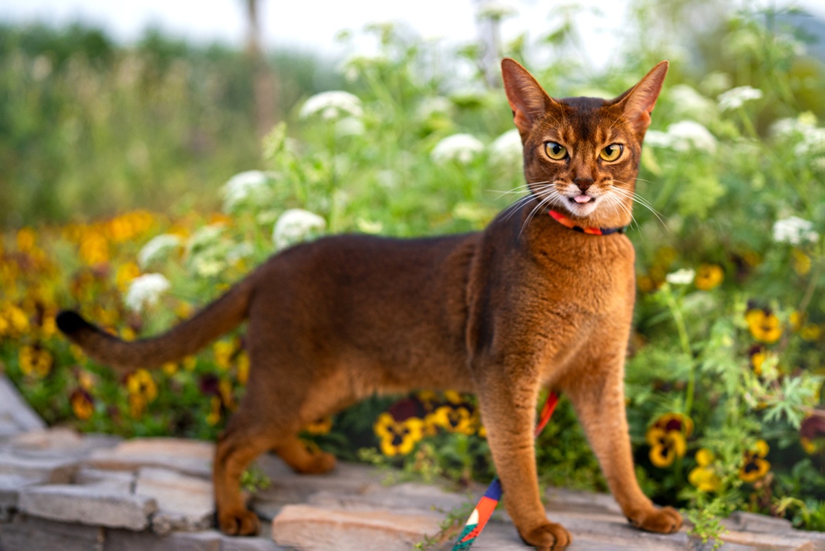    Абиссинская кошка./iStock
